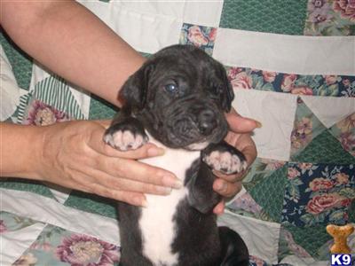 Puppies in TN
